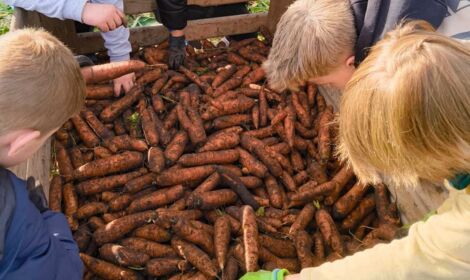Mehrere Kinder beugen sich über eine Holzkiste voller frisch geernteter Karotten während eines Schulausflugs auf einem Feld im Herbst