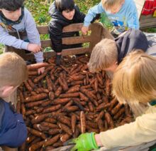 Mehrere Kinder beugen sich über eine Holzkiste voller frisch geernteter Karotten während eines Schulausflugs auf einem Feld im Herbst