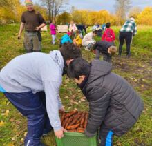 Mehrere Kinder beugen sich über eine Holzkiste voller frisch geernteter Karotten während eines Schulausflugs auf einem Feld im Herbst